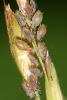 Sitobion sp.